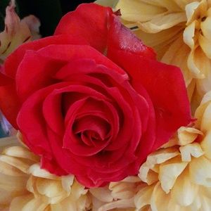 Meet your Posher, Sandra